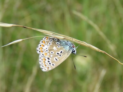 ♀ Common Blue 20th August