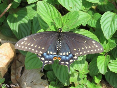 Black Swallowtail (Female)