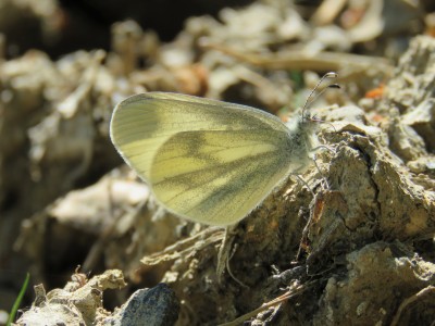 Wood White 25th May