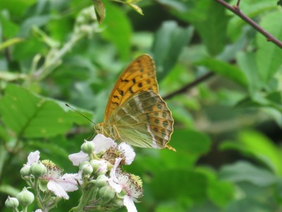 Silver-washed Fritillary 3rd July