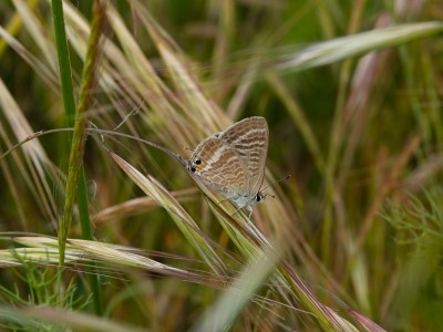 Long-tailed Blue Lampides boeticus