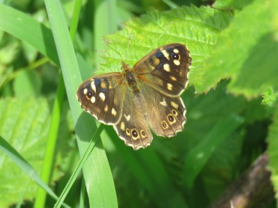 ♀ Speckled Wood 16th May
