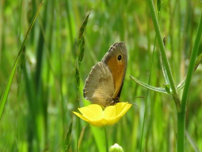 Meadow Brown 22nd May
