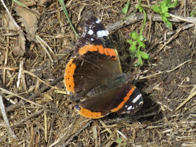 Red Admiral 6th July