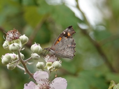 Nettle-tree Butterfly Libythea celtis