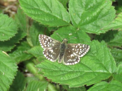 Grizzled Skipper - Cotley Hill