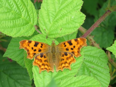Comma 3rd July