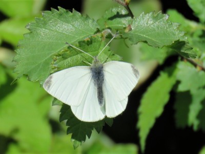 Small White 14 April