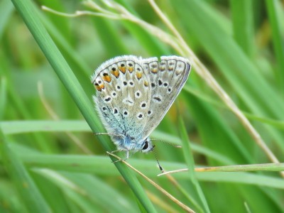 ♂ Common Blue 6th Sept