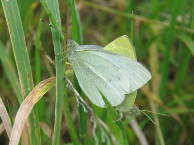 Small White in cop 9th Sept