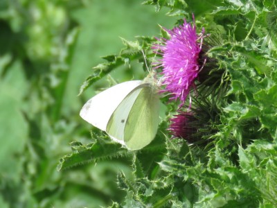 Male Small White 2nd May