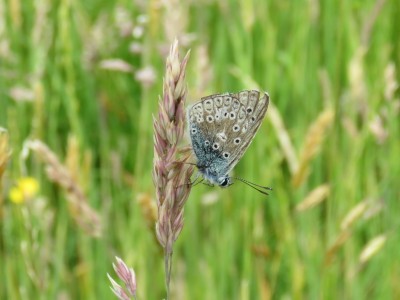 ♂ Common Blue 9th June