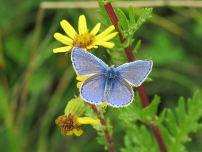 ♂ Common Blue 9th Sept