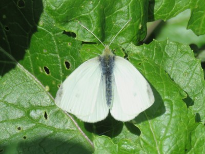 Male Small White 2nd May