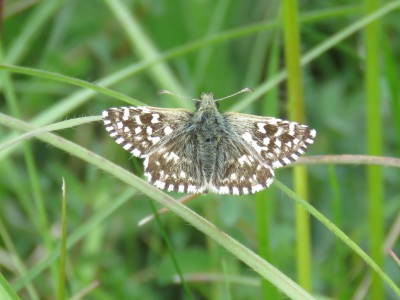 Grizzled Skipper 13th May