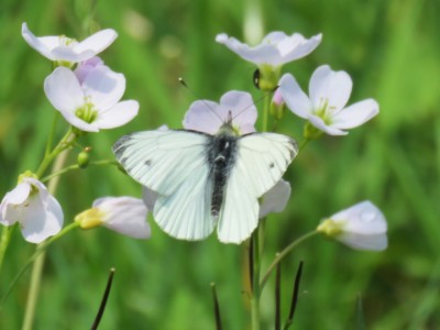 ♂ Green-veined White 4th May