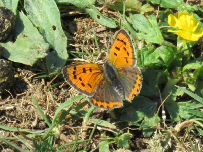 Small Copper 7th May