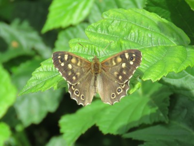 Speckled Wood 3rd July