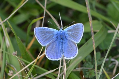 ♂ Common Blue 29th Sept