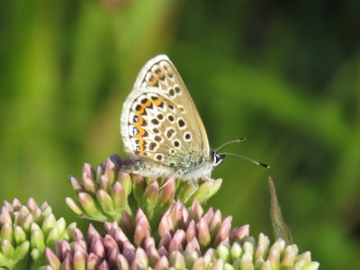 ♀ Silver-studded Blue 20th July