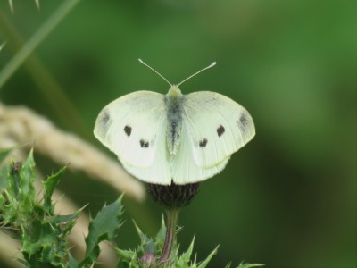 ♀ Small White 13th July