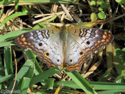 White Peacock