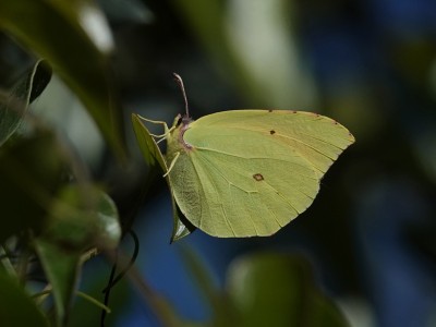 Male Cleopatra