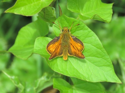 Large Skipper 20th June