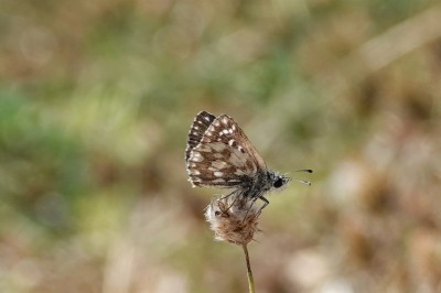 Orbed Red Underwing Skipper