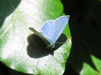 Male Holly Blue 19th April
