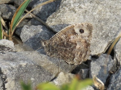 Grayling 10th August