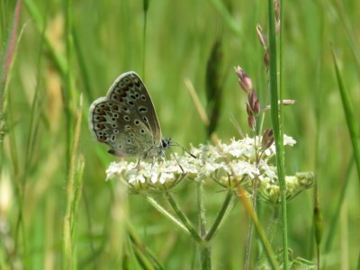♀ Common Blue 27th May