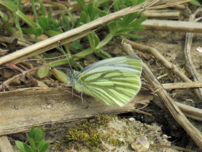 Green-veined White 8th April
