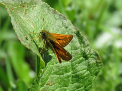 ♂ Large Skipper 14th May