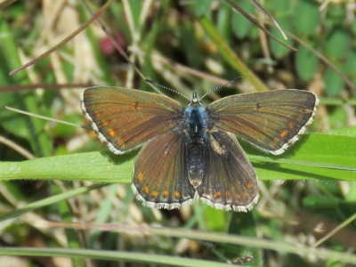 ♀ Adonis Blue 13th May