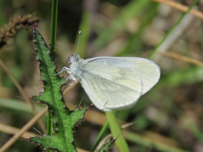 Wood White 25th May