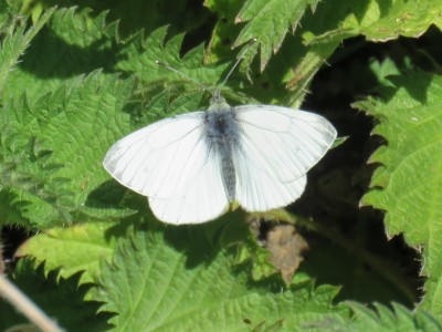Male Green-veined White 21st April