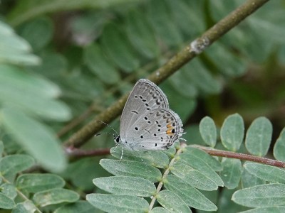 Eastern Tailed-Blue Everes comyntas