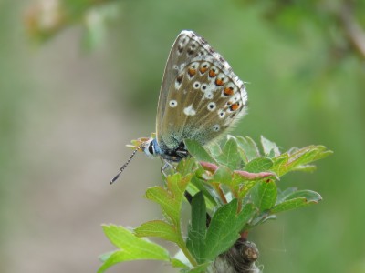 ♀ Adonis Blue 13th May