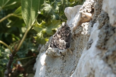 Eastern Rock Grayling