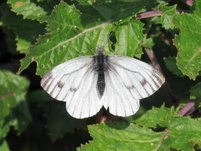 Female Green-veined White 24th April