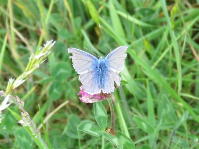 ♂ Common Blue 27th May