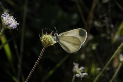 Wood White