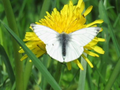 ♂ Green-veined White 4th May