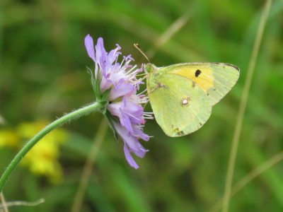 Clouded Yellow 9th Sept