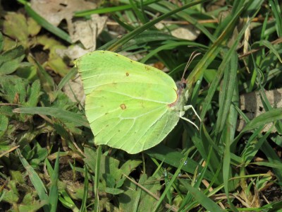 ♂ Brimstone 4th May