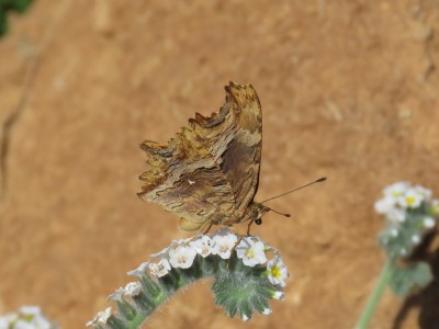Southern Comma    Kos 25 June