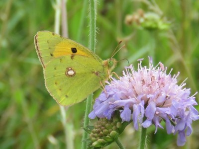 Clouded Yellow - July - Wiltshire