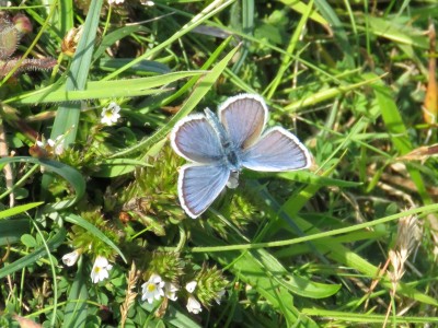♂ Silver-studded Blue 20th July