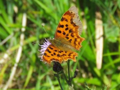 Comma 20th July